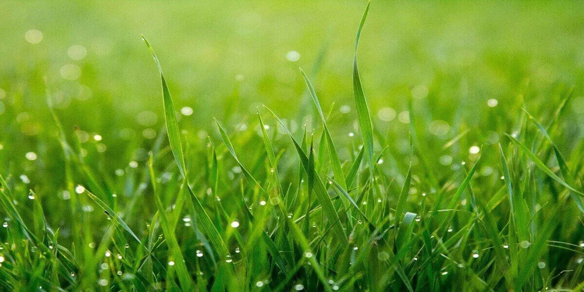 Can I Buy St. Augustine Grass Seeds? And other Important Facts