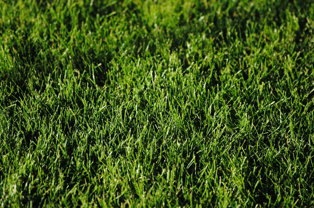 Thick green grass